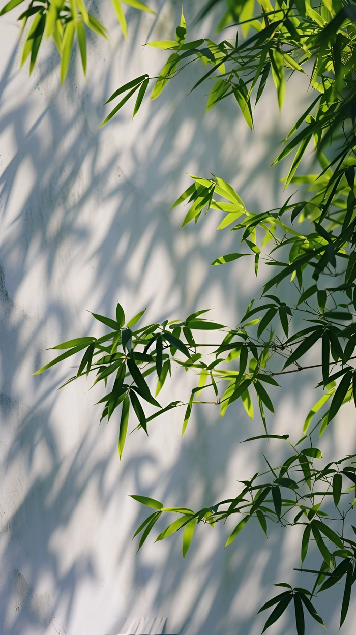 风动 竹动 影动__财经头条