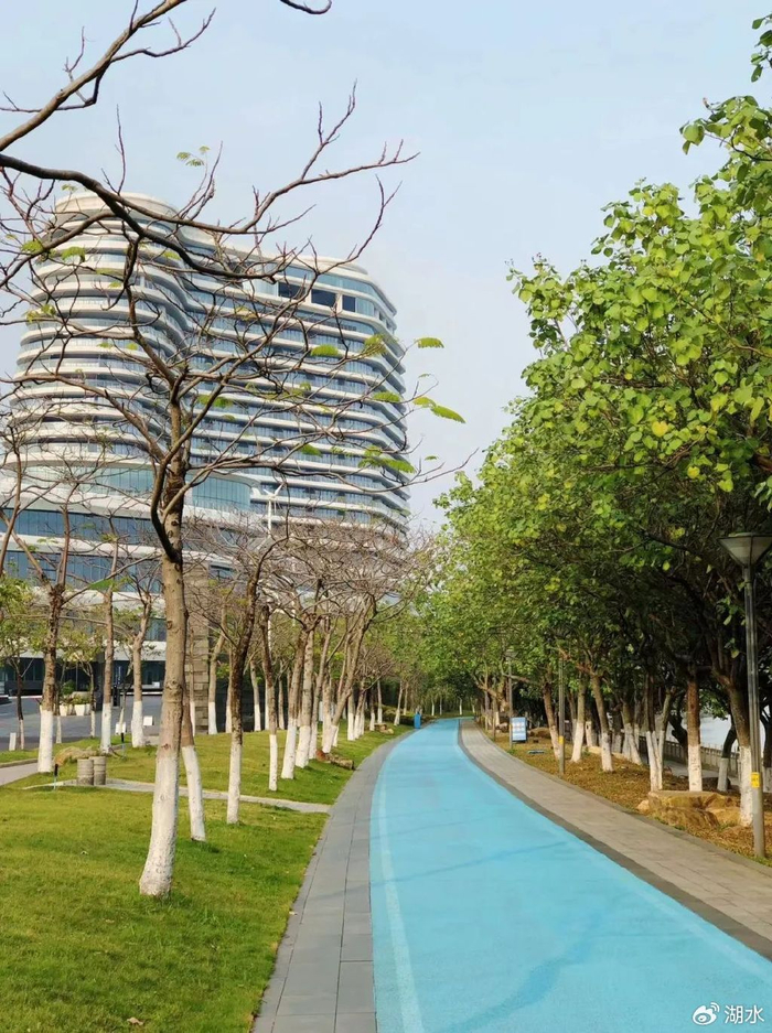 18  海珠湖打卡广州最美格桑花花海整个海珠区其实是个岛,其中湖泊