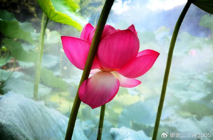 千年前莲花啥样?游客来广州"被当公园"寺庙,揭开宋莲神秘面纱