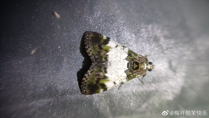 天目山的蛾@石柒nature 请大神帮忙鉴定非常感谢