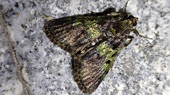 天目山的蛾@石柒nature 请大神帮忙鉴定非常感谢