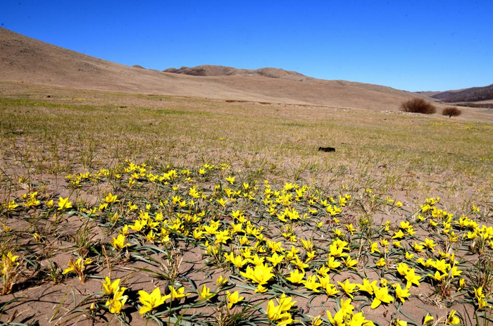 珍稀濒危植物蒙古郁金香在内蒙古草原绽放