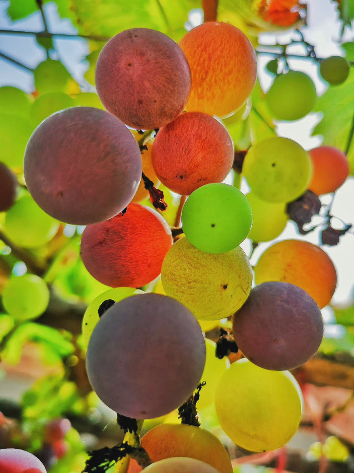 当我的紫葡萄化为深秋的露水当我的鲜花依偎在别人的情怀