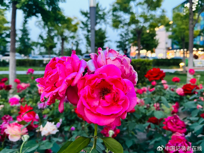 五月北京月季花海盛宴,花香四溢邂逅浪漫花境