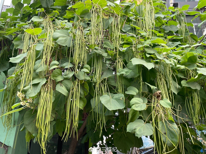 在沈阳和抚顺的路边都看到了很多梓树