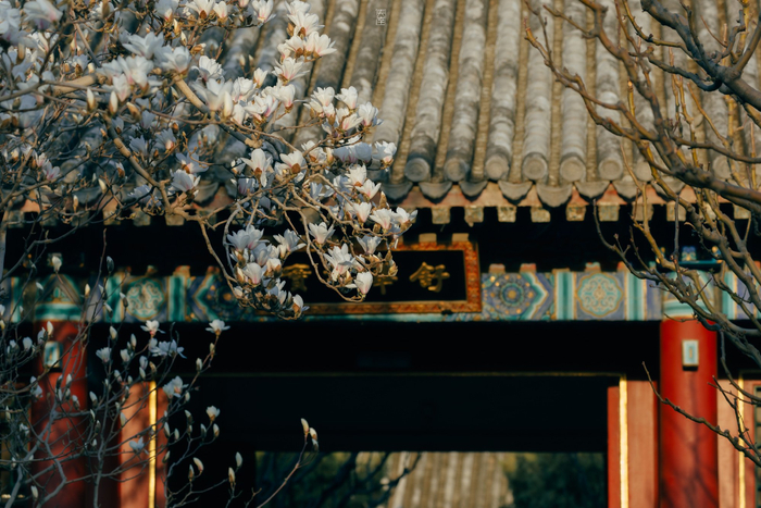 北京颐和园玉兰花开美不胜收, 摄影__财经头条__新浪财经