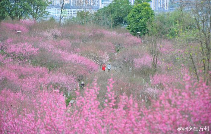 萬州太白巖山頂公園的紅梅漸次盛開