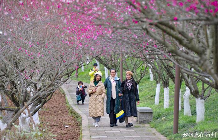 萬州太白巖山頂公園的紅梅漸次盛開