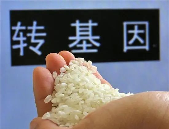 国内的两个转基因大米——"华恢1号"及杂交种"bt汕优63"都可检出cry