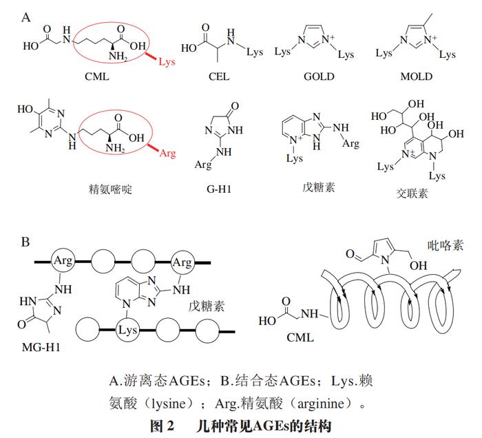 已经被确定,目前研究相对较多的ages主要有cml,cel,吡咯素和戊糖素等