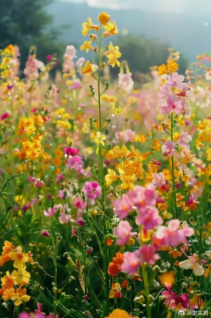 见七彩油菜花