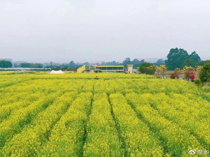 广州最美的油菜花,在增城朱村,田野里藏着诗意的春天|增城|油菜花