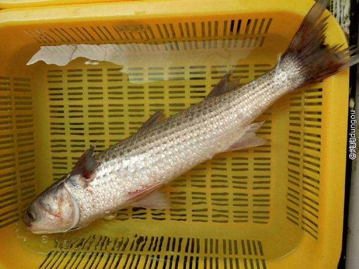 市场博物——鲻（乌头），鮻（黄剂），前鳞骨鲻（蚬鱼）