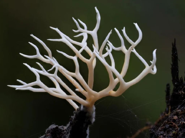 这些罕见的蘑菇还没吃进嘴里就让人开始眩晕了