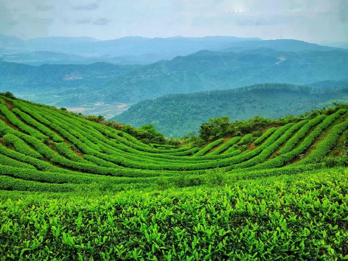 神经系统,生殖系统及发育,早在2021年7月20日便不允许再使用此类产品