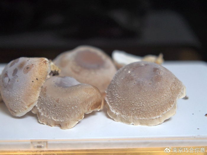 有手就行你信不!|香菇|菌菇|菇菇