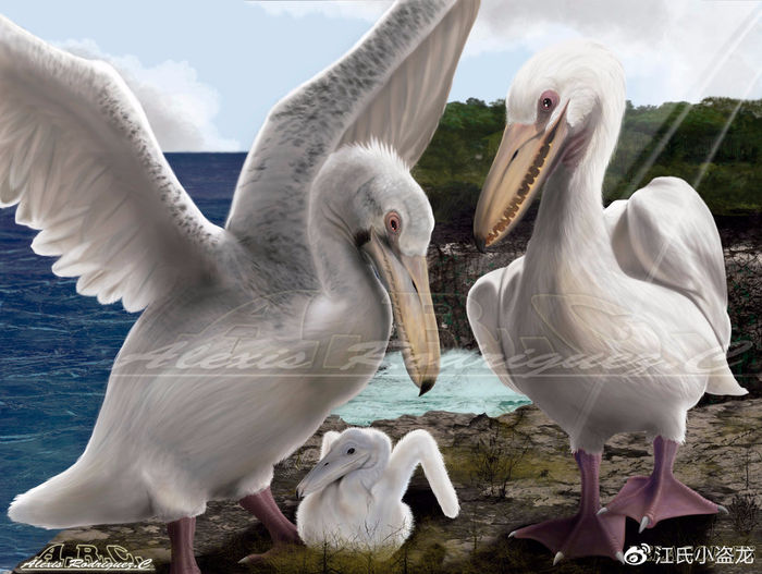 主要依靠张开双翼在大海之上滑翔,海面上的上升气流会帮助桑氏伪齿鸟