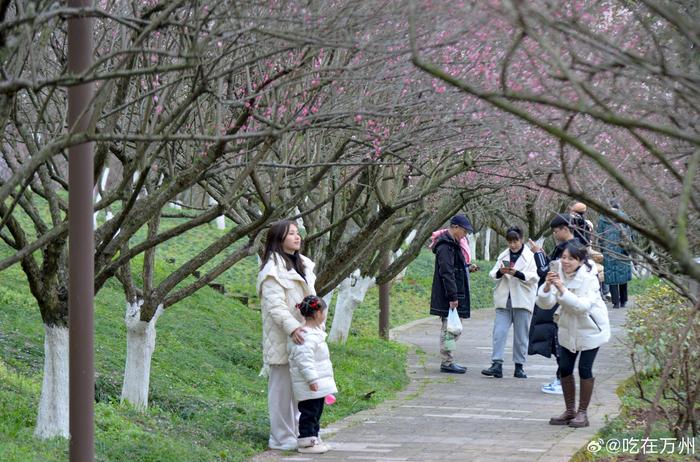 萬州太白巖山頂公園的紅梅漸次盛開