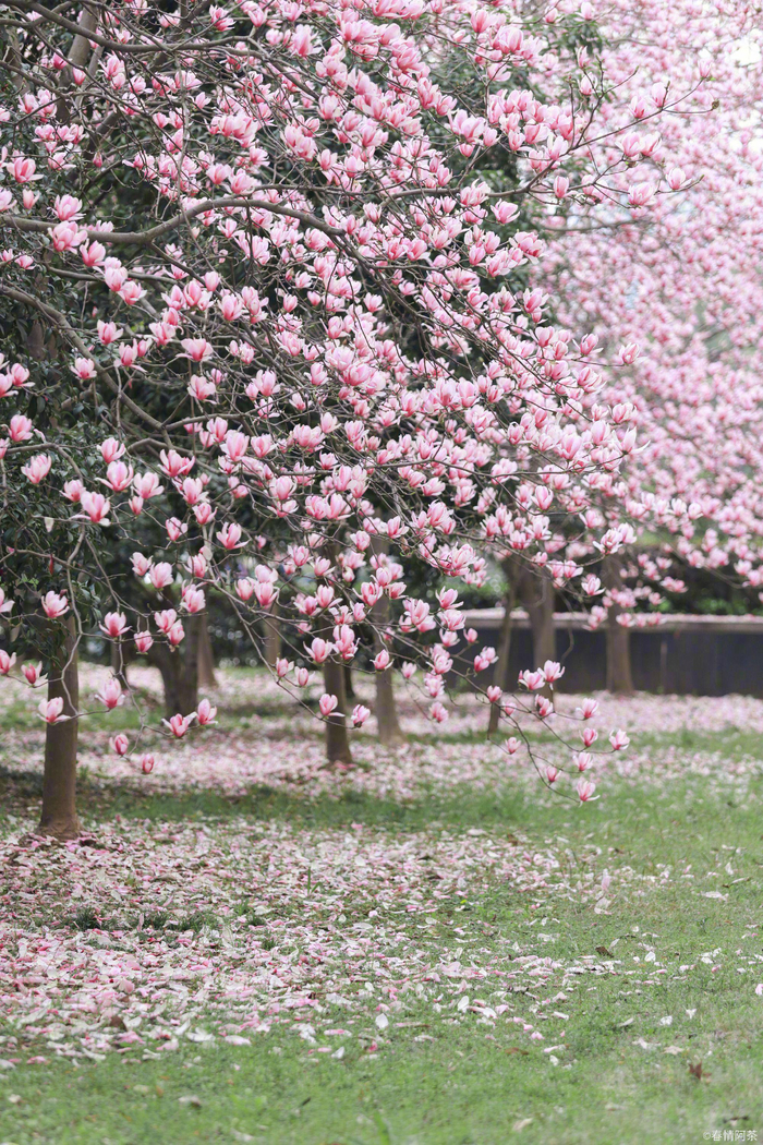 霓裳辛夷玉兰芳馨