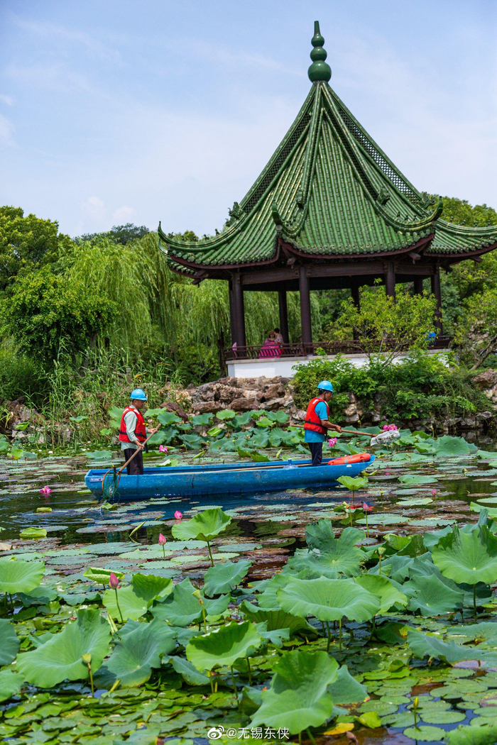 菡萏香销翠叶残,西风愁起绿波间……__财经头条__新浪财经