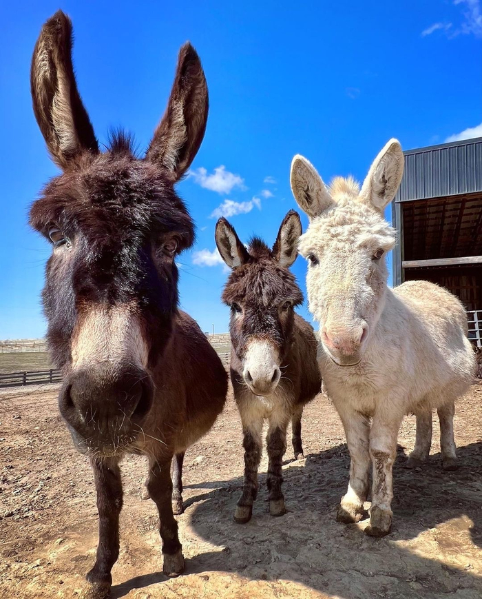 很久没搬驴了搬一组最近云吸的迷你驴