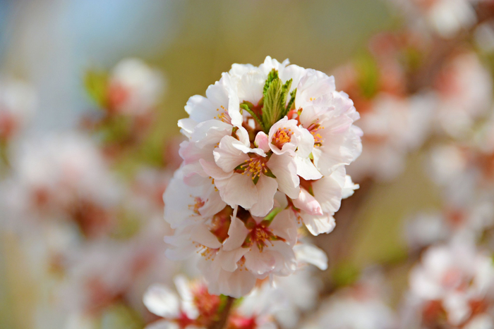 山樱桃小花原创拍摄
