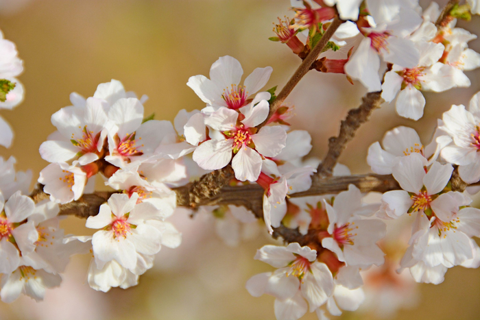 山樱桃小花原创拍摄