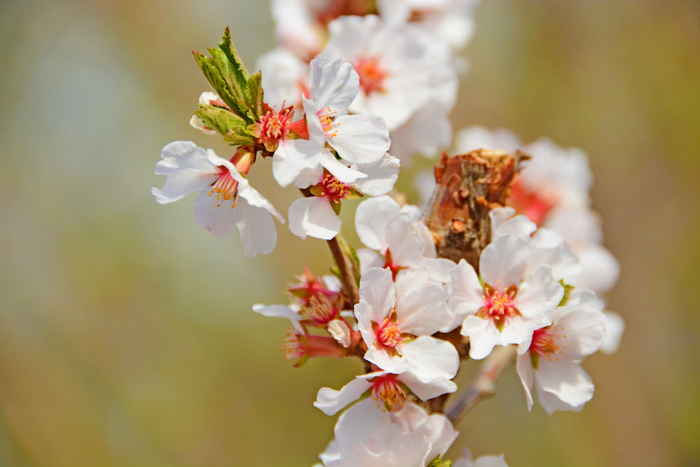 山樱桃小花原创拍摄