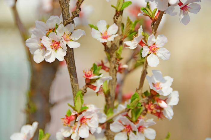 山樱桃小花原创拍摄