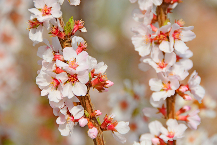 山樱桃小花原创拍摄