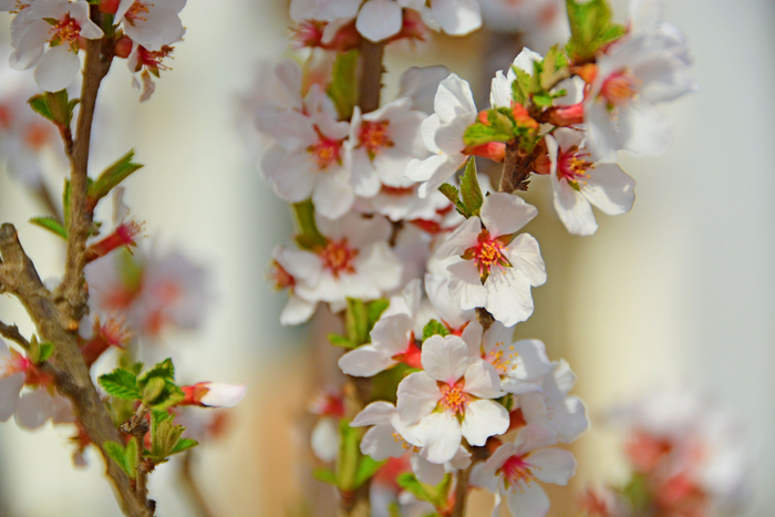 山樱桃小花原创拍摄