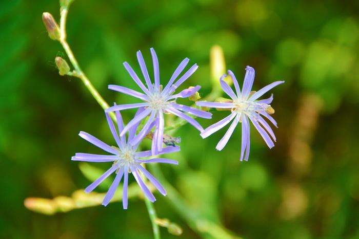 紫花苦麻菜图片