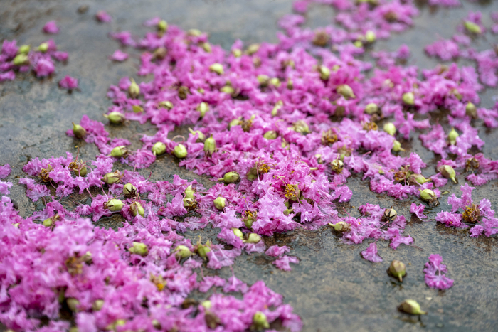 雨后紫薇花落英缤纷美如画