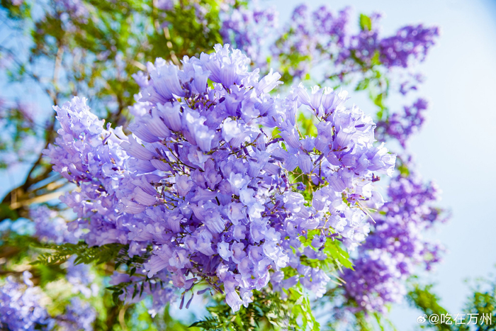 "春风又度紫云英,满树繁花玉步轻",进入五月,万州多地的蓝花楹竞相