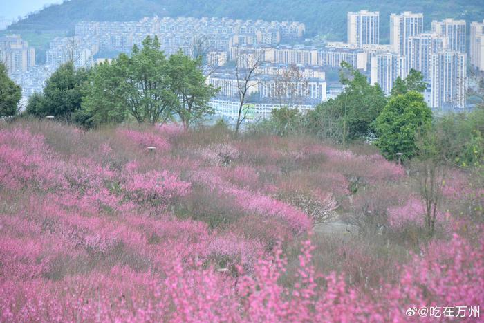 萬州太白巖山頂公園的紅梅漸次盛開