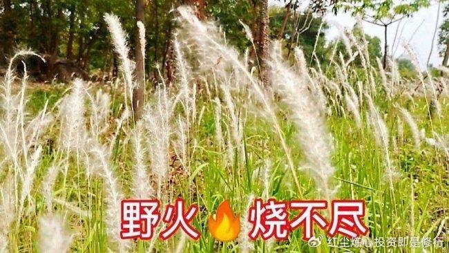 弱修复行情下孕育新希望，野火烧不尽，春风吹又生？