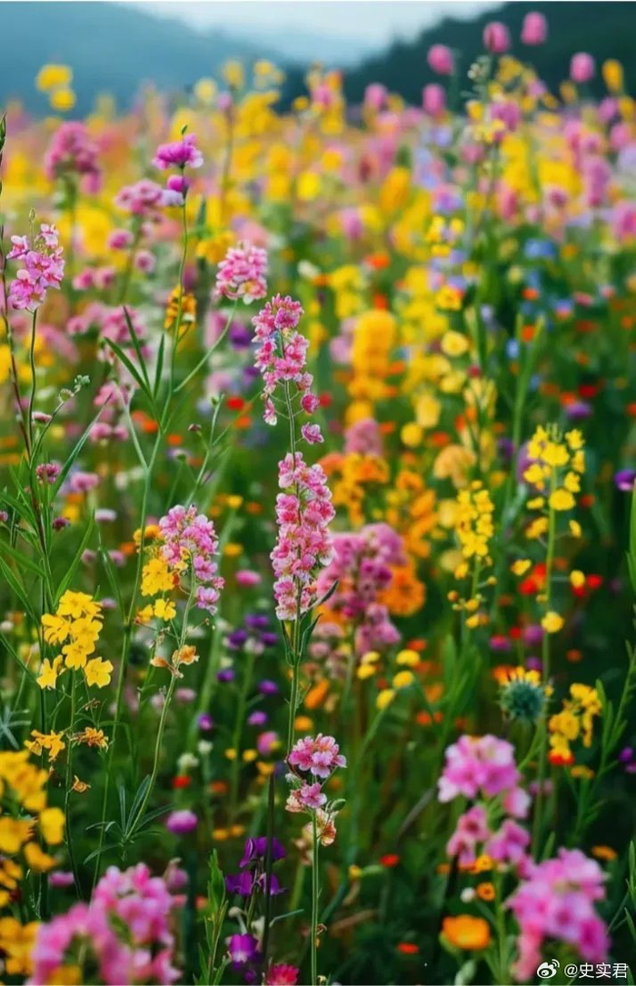 见七彩油菜花教资过过过