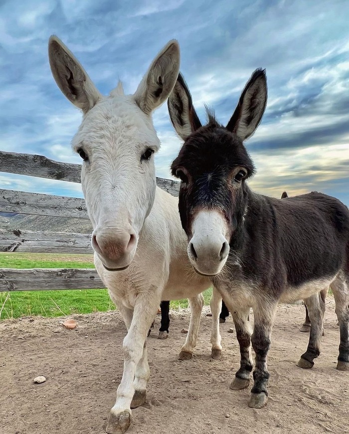 很久没搬驴了搬一组最近云吸的迷你驴