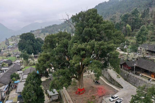 贵州大山发现金丝楠木王,有1700年树龄,村民说给5亿都不卖
