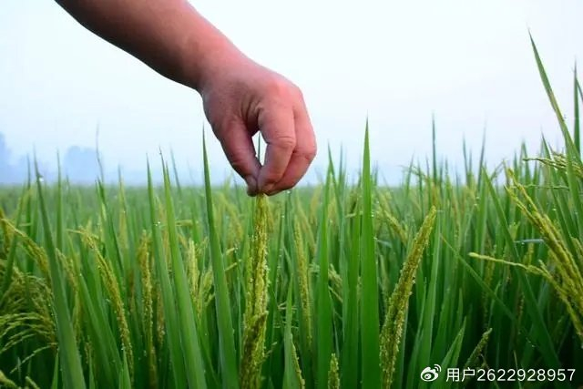 山东郯城县3万亩水稻扬花 国稻种芯·中国水稻节:临沂“丰”景如画