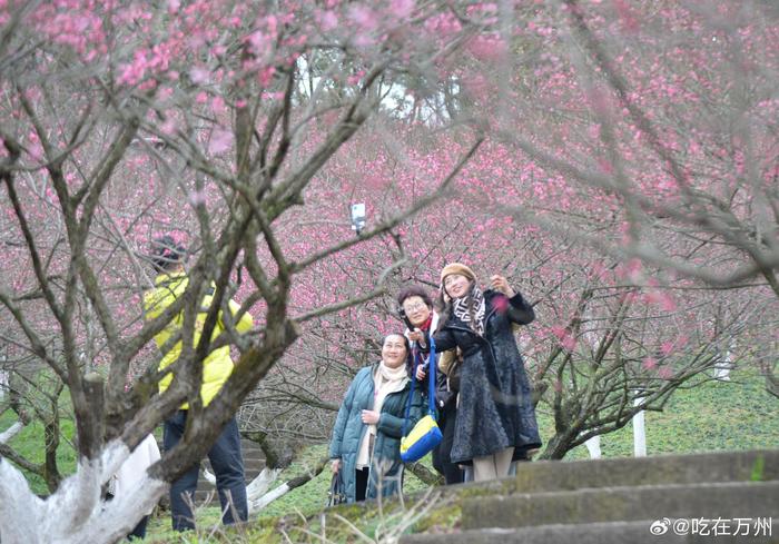 萬州太白巖山頂公園的紅梅漸次盛開