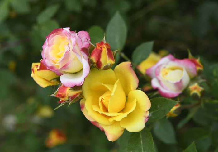 枣庄变色龙月季花绚烂绽放