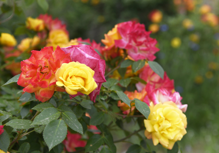 枣庄变色龙月季花绚烂绽放