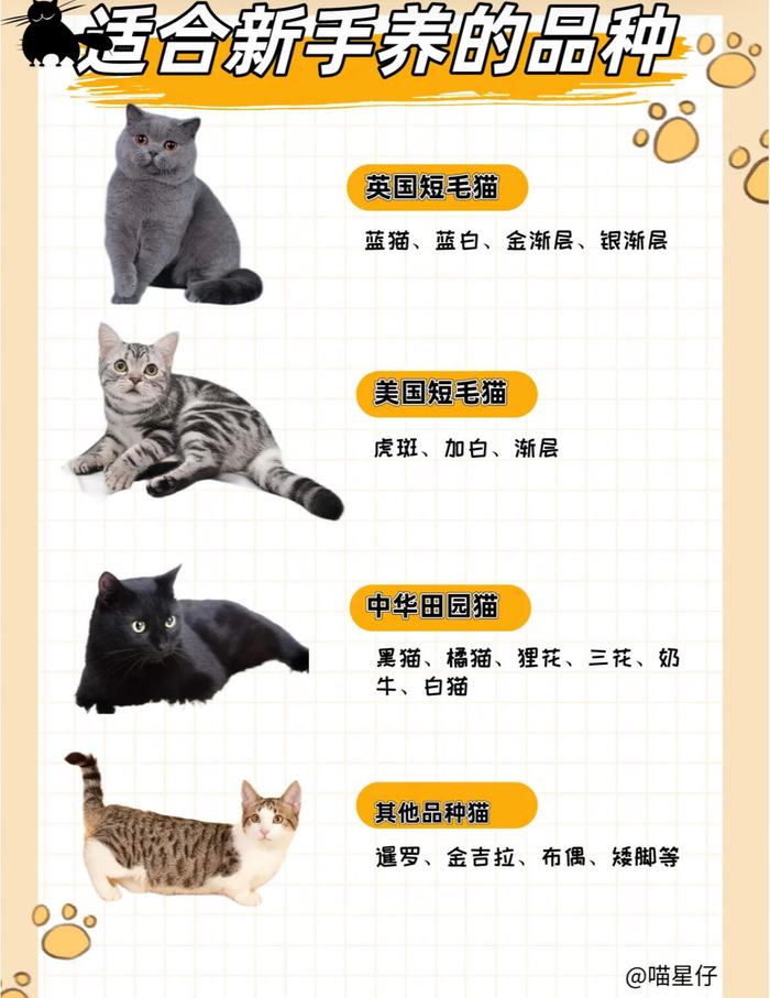 新手养猫必看!猫咪品种大搜罗