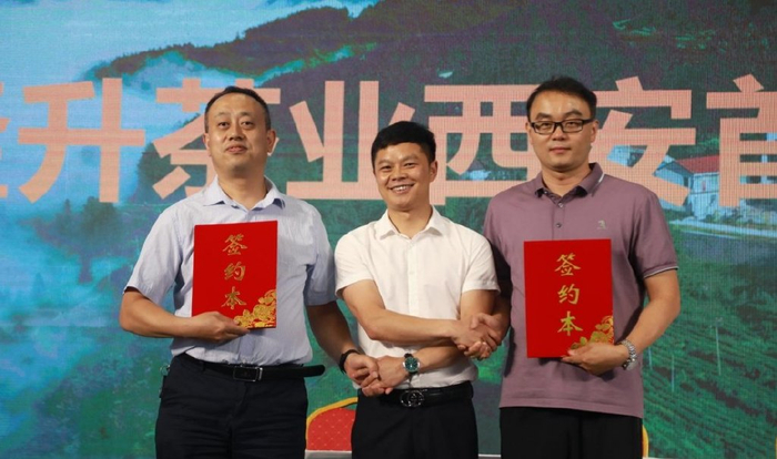 镇巴隆升茶业品牌推介会在西安茶博会举行|王森|镇巴|茶业_新浪新闻