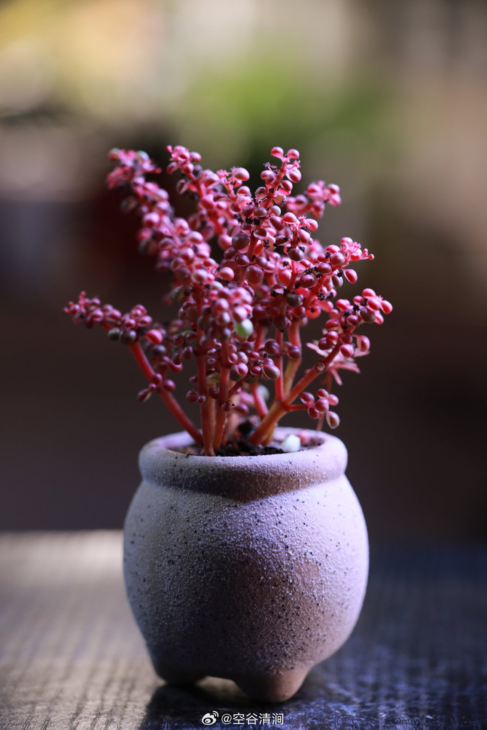 多肉影像志露镜