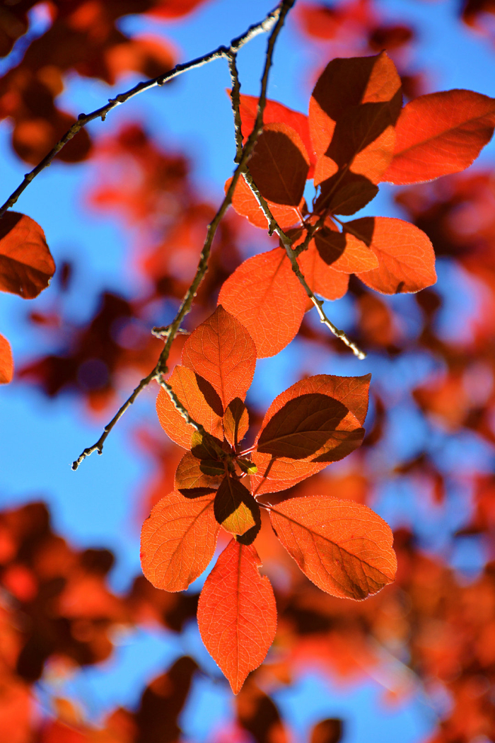 逆光下的紫叶李,原创拍摄|紫叶李|原创|拍摄_新浪新闻