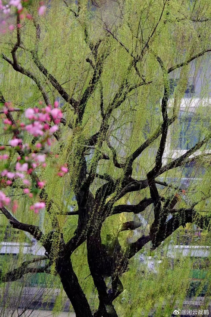 樱花怒放,垂柳依依,湖光山色,春风十里,优美田园画卷,(陈缨摄)