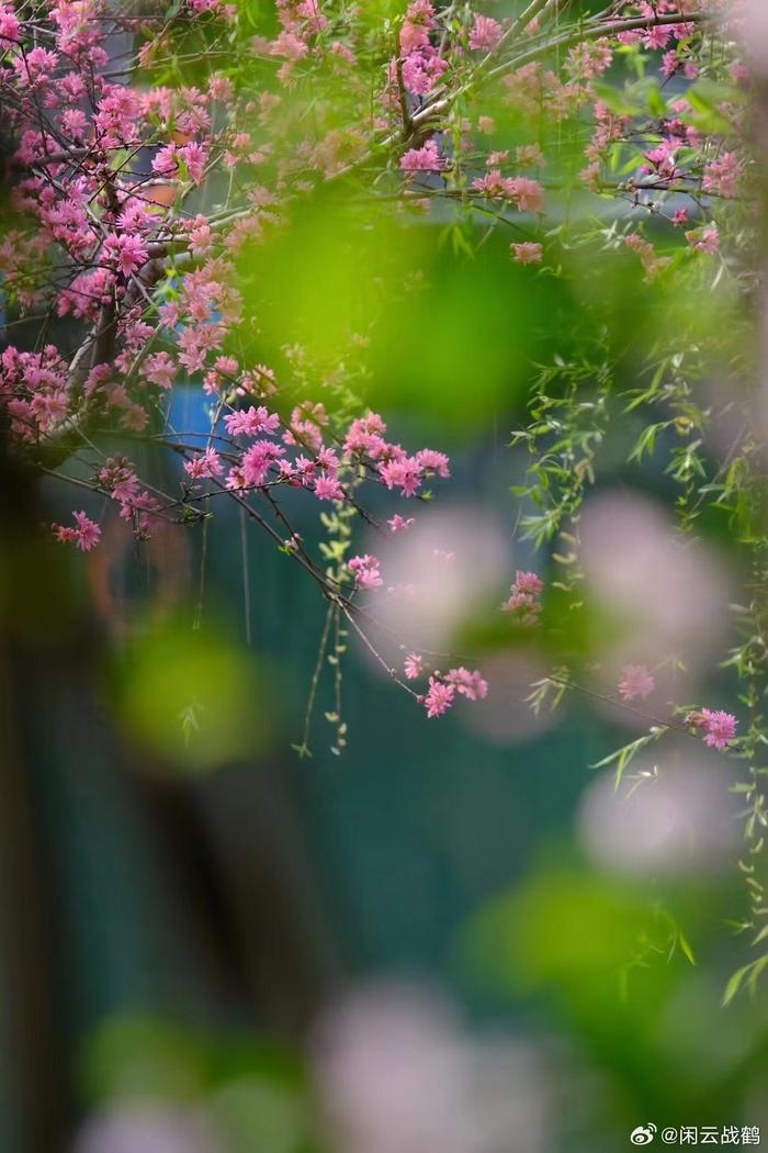 樱花怒放,垂柳依依,湖光山色,春风十里,优美田园画卷,(陈缨摄)