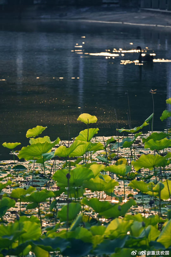夏日蝉鸣,阳光正好